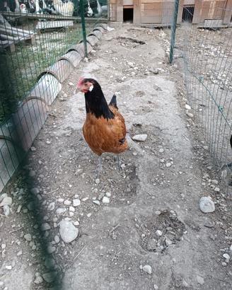 Galline Vorwerk