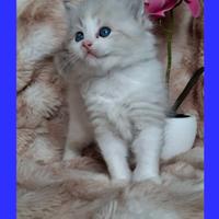 Ragdoll con Pedigree