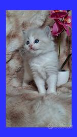 Ragdoll con Pedigree