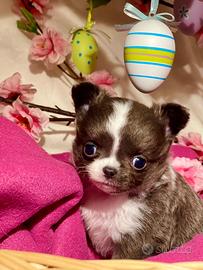 Chihuahua cucciolo blu e bianco pelo lungo