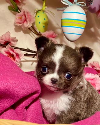 Chihuahua cucciolo blu e bianco pelo lungo