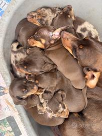Cuccioli di bassotto nano a pelo corto
