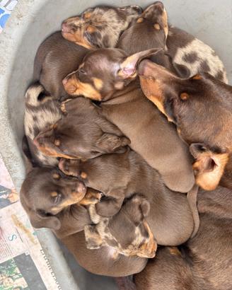 Cuccioli di bassotto nano a pelo corto