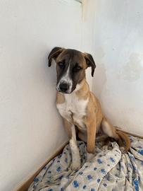 Cucciolo di meticcio