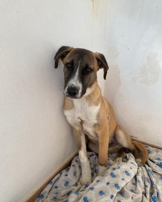 Cucciolo di meticcio