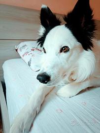 Border collie maschio
