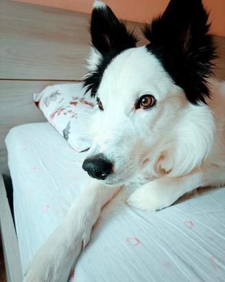 Border collie maschio