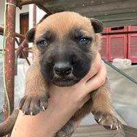 Cuccioli incrocio Pitbull e pastore tedesco