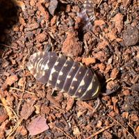 Armadillidum maculatum