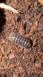 Armadillidum maculatum