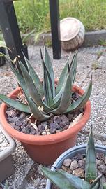Pianta grassa
