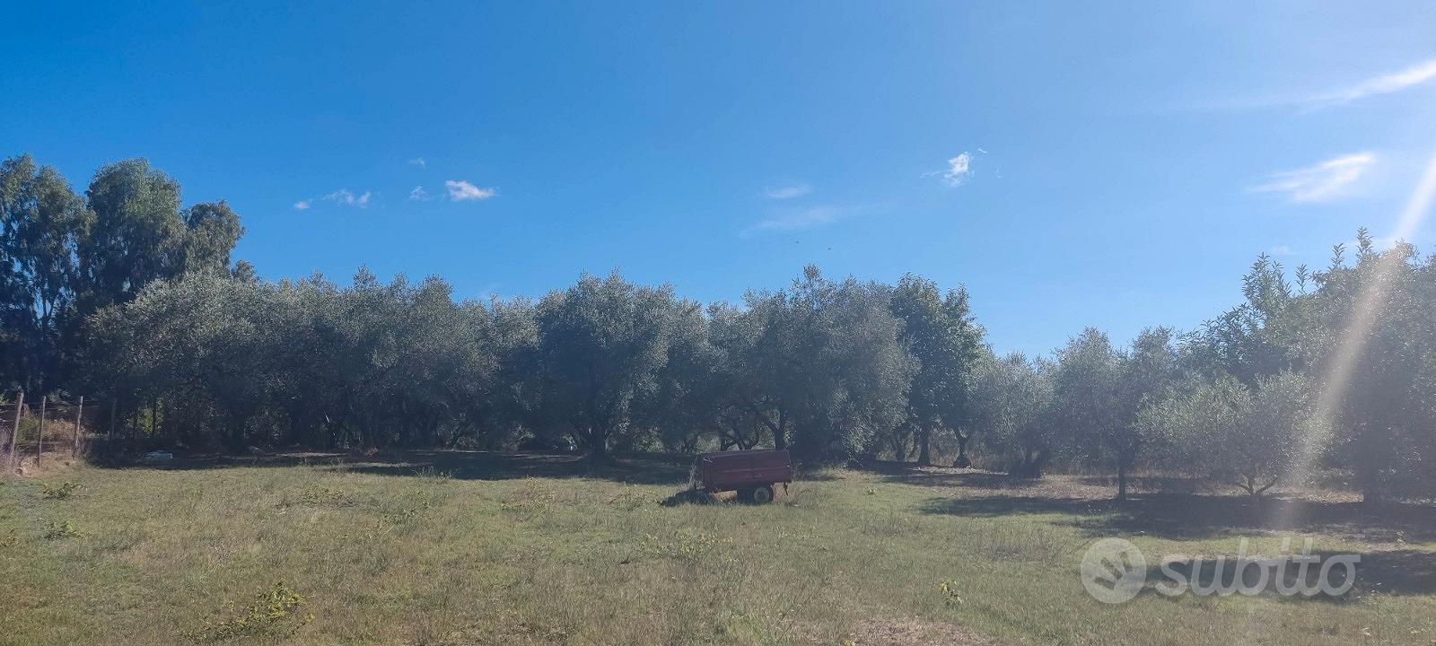 Terreno agricolo con uliveto - Vista 3