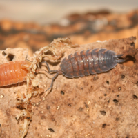 Porcellio scaber "lava"