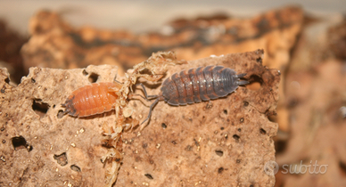 Porcellio scaber "lava"