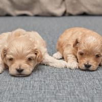 Maltipoo genitori toy visibili