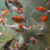 Pesci acquario laghetto Tamasaba