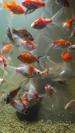 Pesci acquario laghetto Tamasaba