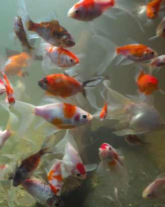 Pesci acquario laghetto Tamasaba