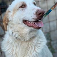 Cracco ti inonderà di baci