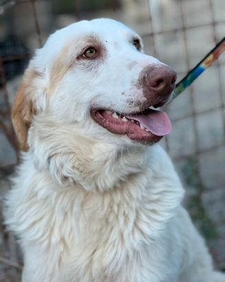 Cracco ti inonderà di baci