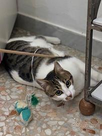 Gattina da adottare