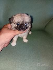chiwawa Toy pelo lungo 