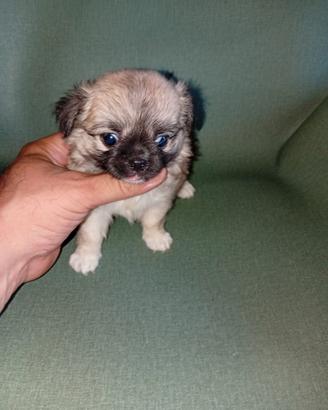chiwawa Toy pelo lungo 
