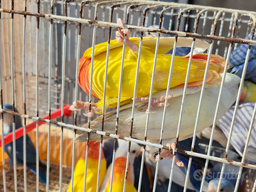 Pappagalli allevati a mano