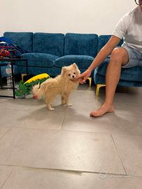Cucciolo di Pomerania
