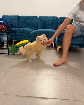 Cucciolo di Pomerania