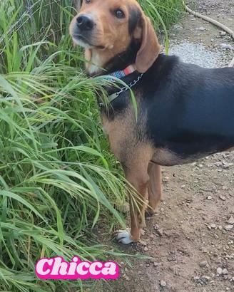 Cagnolina taglia contenuta segugio