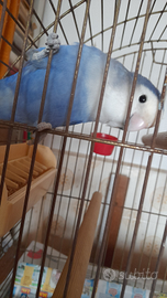 Inseparabile 25 euro