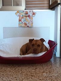 Adozione red nose Pitt bull