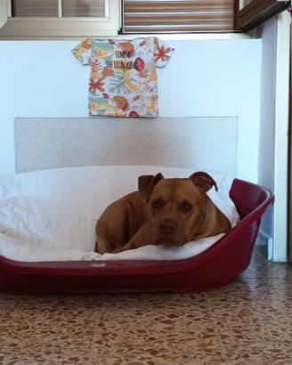 Adozione red nose Pitt bull