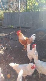 Gallo giovane di 7 mesi piumaggio rosso