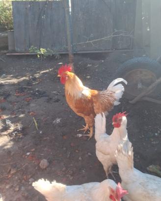Gallo giovane di 7 mesi piumaggio rosso