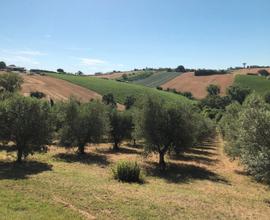 Monte san vito terreno agricolo