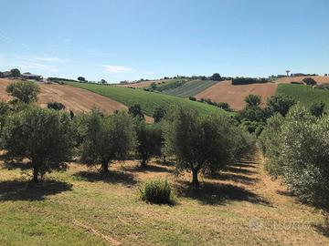 Monte san vito terreno agricolo