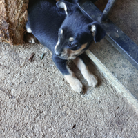 Regalare un cucciolo