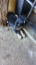 Regalare un cucciolo