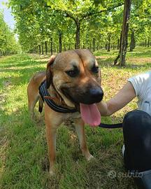 Urge adozione per Bali 2 anni tg media