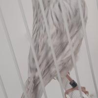 Agata opale bianco recessivo