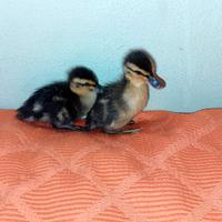 Pulcini di anatra germano