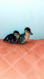 Pulcini di anatra germano