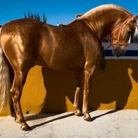 Cavallo Andaluso