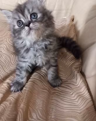 gattini  persiani 