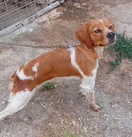 Breton
