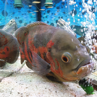 1 astronotus Ocellatus 2 plecostomus hypostomus