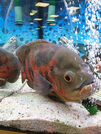 1 astronotus Ocellatus 2 plecostomus hypostomus