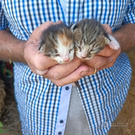 Regalasi Gattini